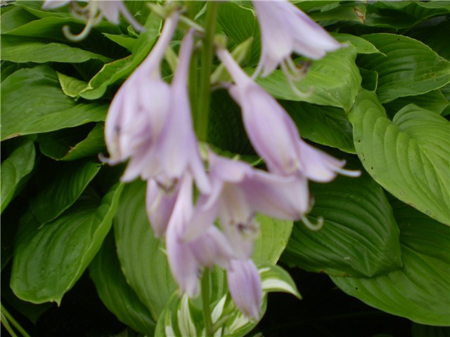 hosta